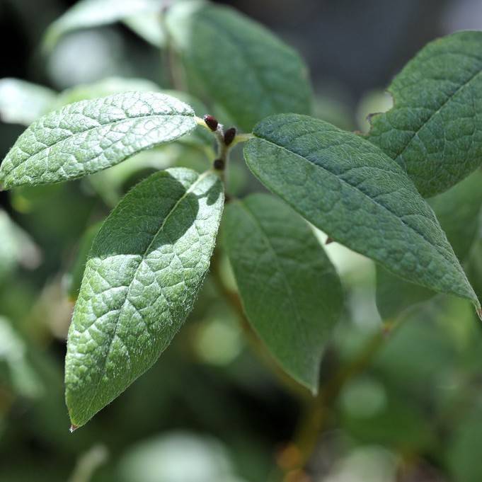 downy willow (Salix lapponum) plant
