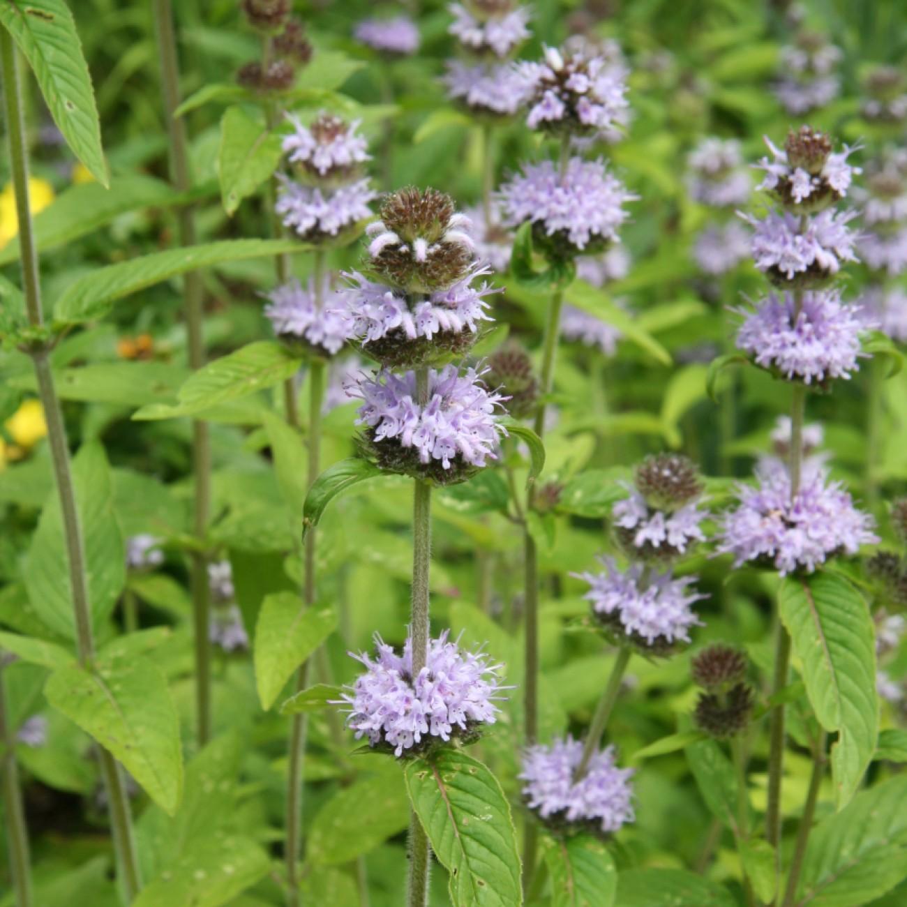 Downy Wood Mint (Blephilia ciliata) plant