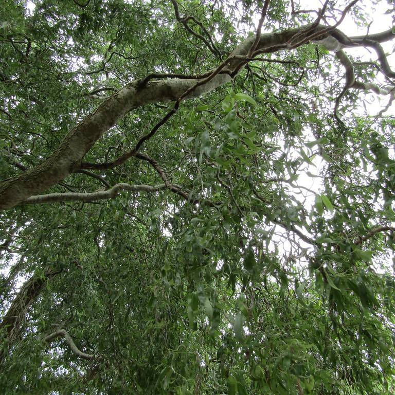 dragon's claw willow (Salix babylonica var. pekinensis 'Tortuosa') plant