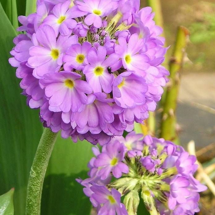 drumstick primula (Primula denticulata 'Ronsdorf') plant