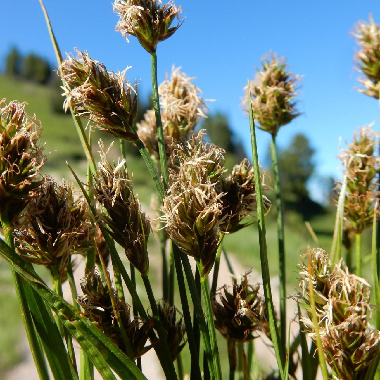 Dry Spike Sedge (Carex siccata) plant