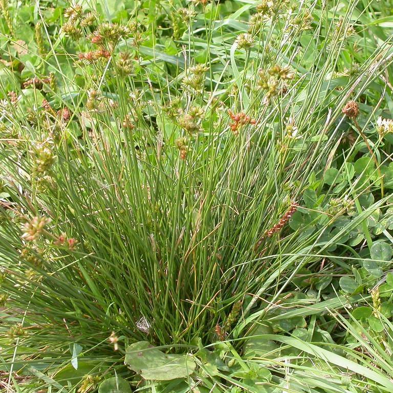 Dudley's rush (Juncus dudleyi) plant