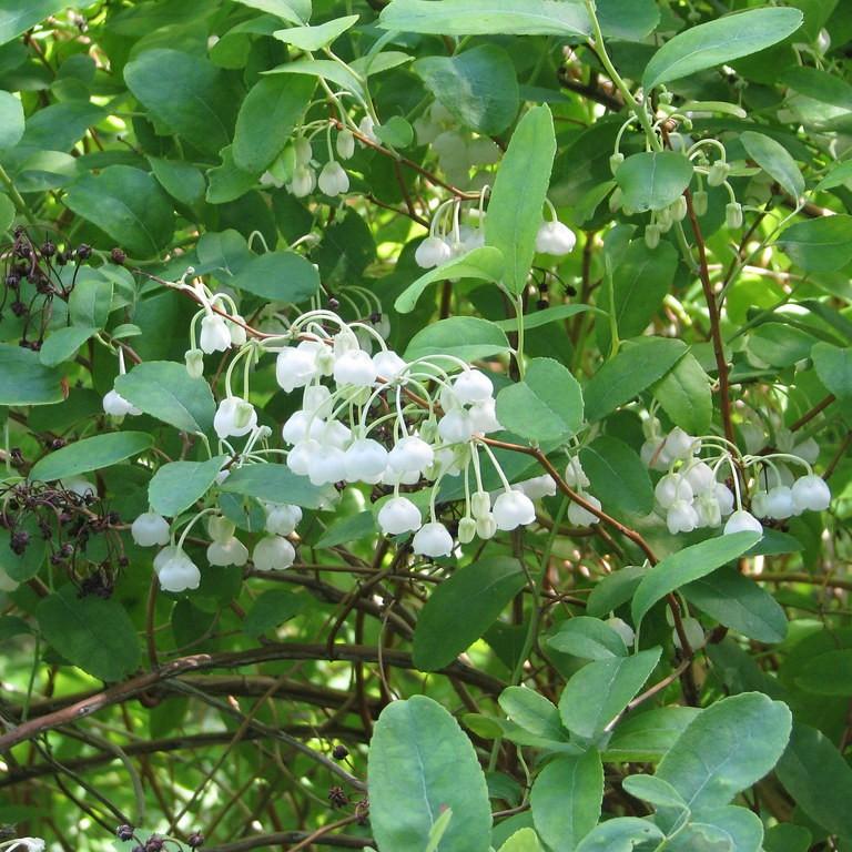 dusty zenobia (Zenobia pulverulenta) plant
