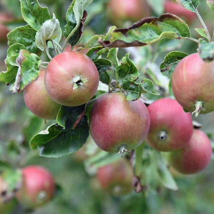 dwarf apple (Malus 'Redfree') plant