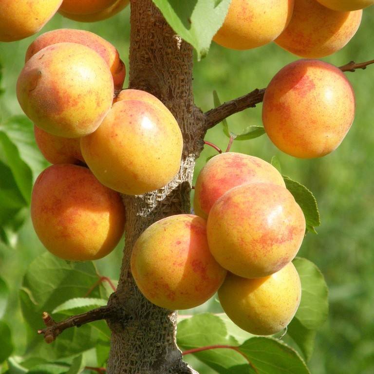 dwarf apricot (Prunus armeniaca 'Homedale' STARK SWEETHEART) plant
