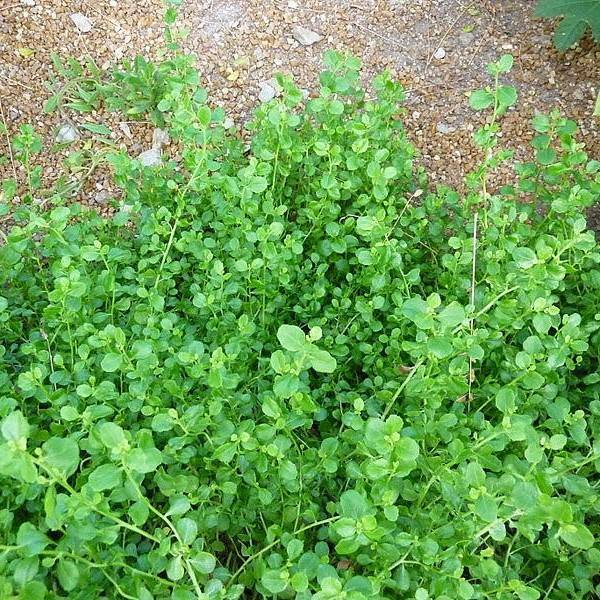 dwarf chapparal-broom (Baccharis pilularis 'Pigeon Point') plant — close-up photo