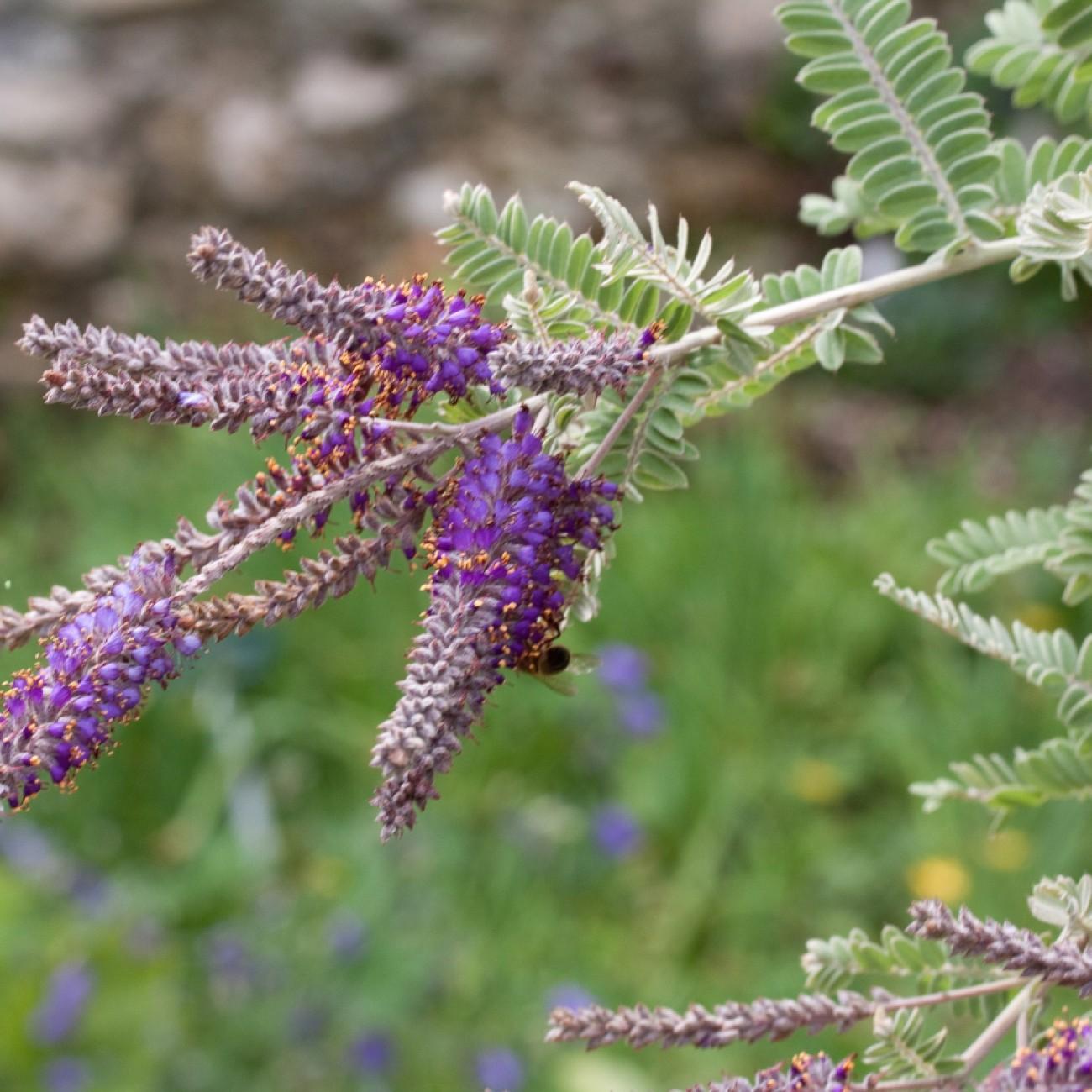 Dwarf False Indigo (Amorpha nana) plant