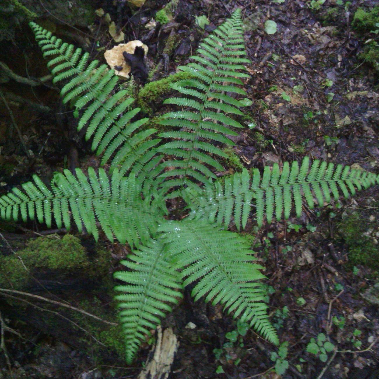 dwarf holly fern (Polystichum luctuosum) plant