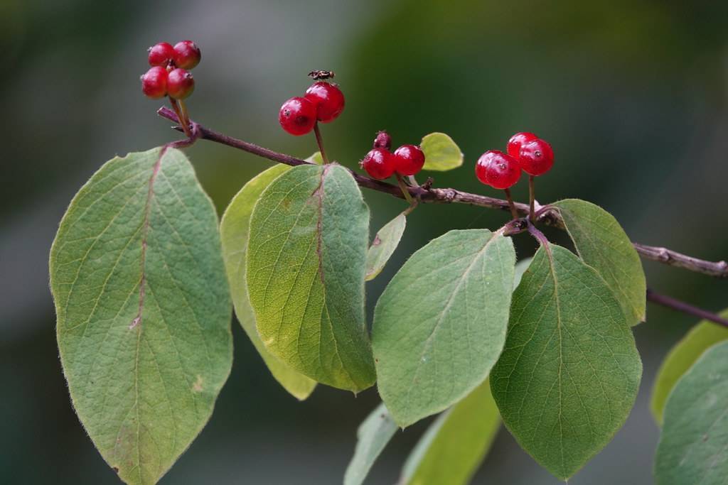 dwarf honeysuckle (Lonicera xylosteum) plant