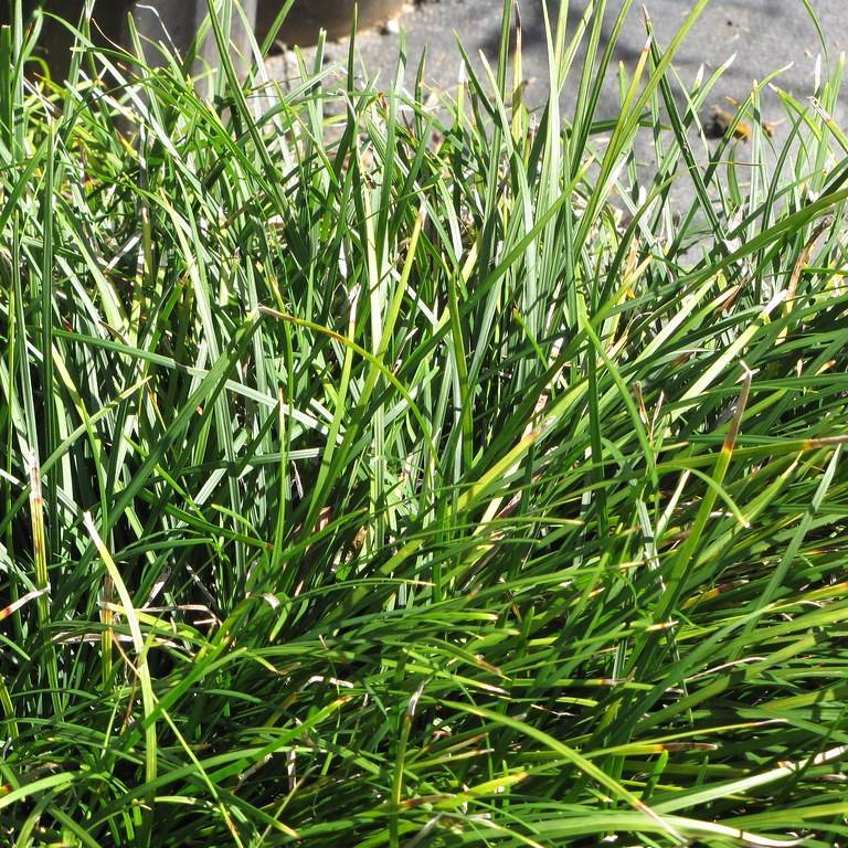 dwarf lilyturf (Ophiopogon japonicus) plant