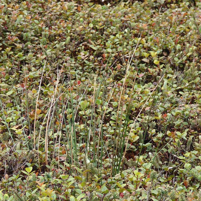 dwarf mat rush (Lomandra longifolia 'LM300' BREEZE) plant
