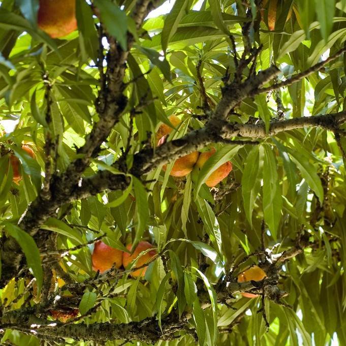 dwarf nectarine (Prunus persica var. nectarina STARK SUNGLO) plant
