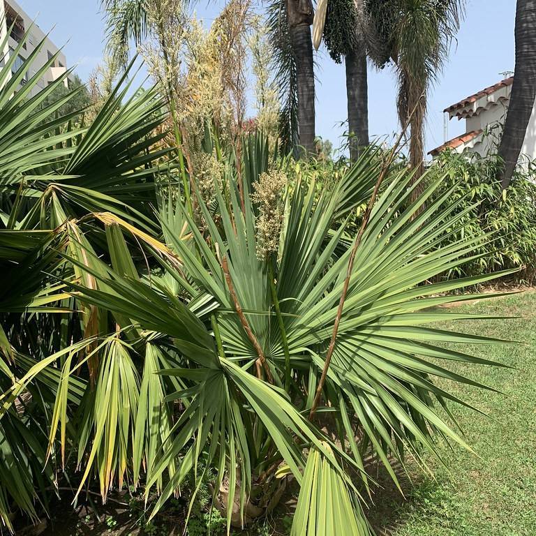 dwarf palmetto (Sabal minor) plant