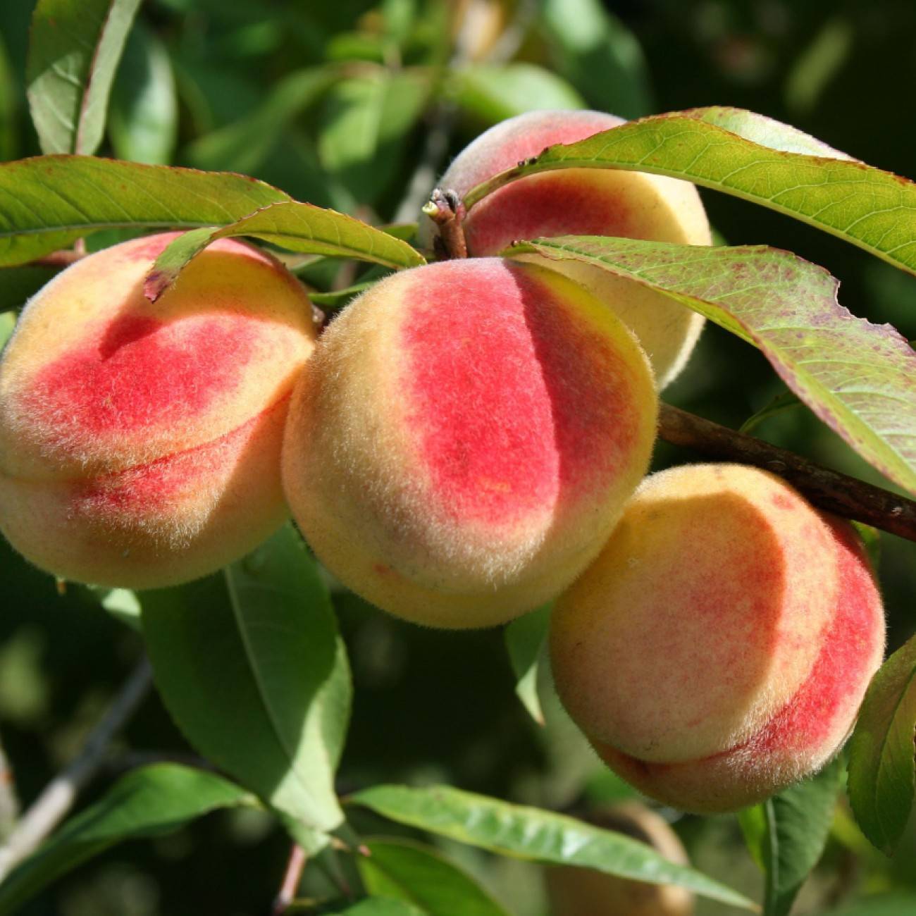 dwarf peach (Prunus persica 'Jordan' STARK ELBERTA QUEEN) plant