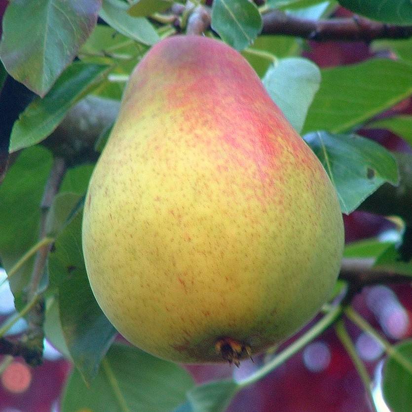 dwarf pear (Pyrus communis 'Moonglow') plant