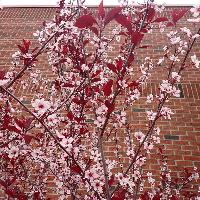 dwarf plum (Prunus 'Redheart') plant