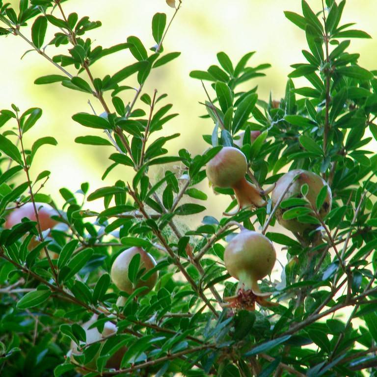 dwarf pomegranate (Punica granatum var. nana) plant
