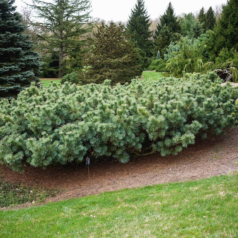 dwarf Siberian pine (Pinus pumila 'Dwarf Blue') plant