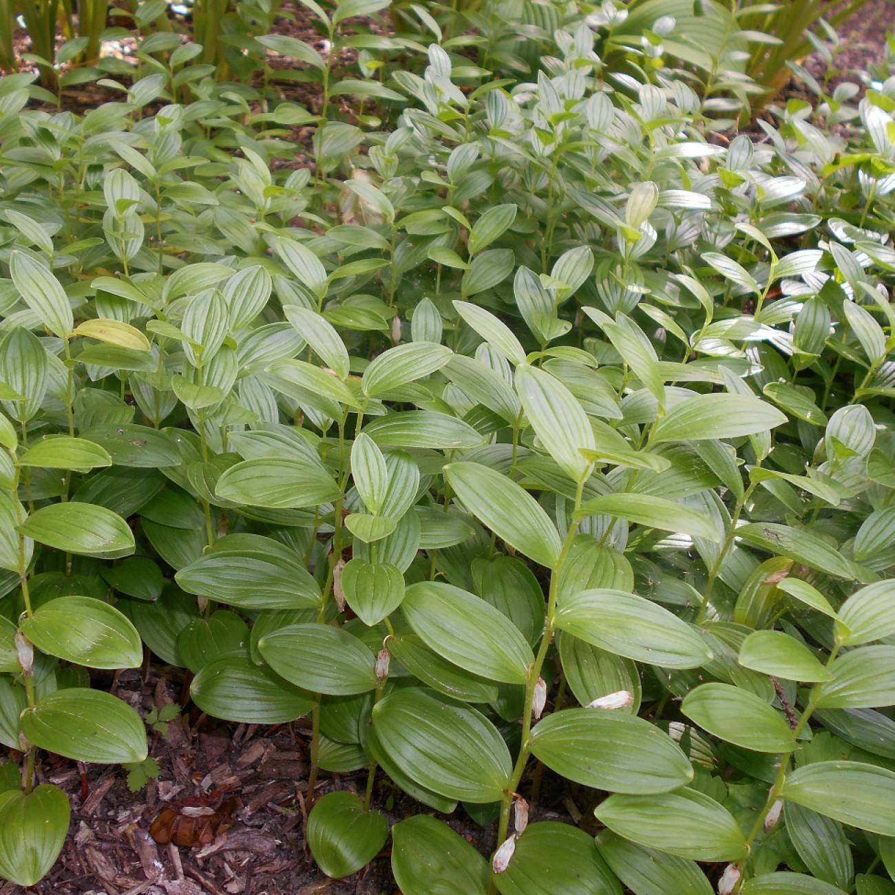 dwarf Solomon's seal (Polygonatum humile) plant