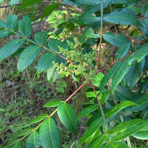 dwarf sumac (Rhus copallinum var. latifolia 'Morton' PRAIRIE FLAME) plant