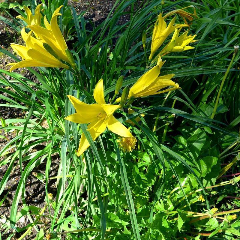 dwarf yellow daylily (Hemerocallis minor) plant