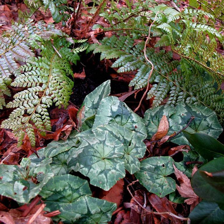Dyce's holly fern (Polystichum dycei) plant