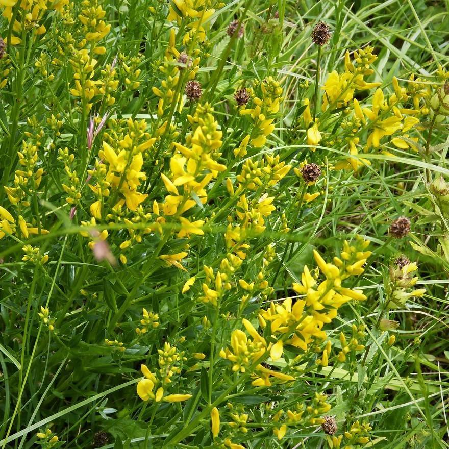 Dyer's broom (Genista tinctoria) plant