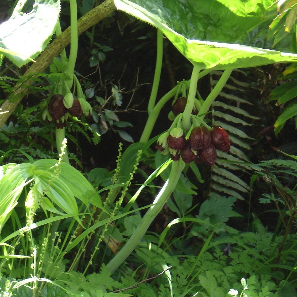 dysosma (Podophyllum pleianthum) plant