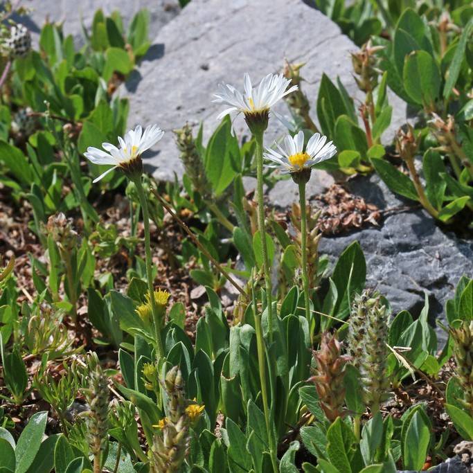 Early Anemone (Anemone multifida var. multifida) plant