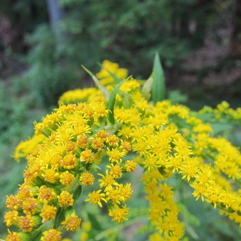 early goldenrod (Solidago juncea) plant