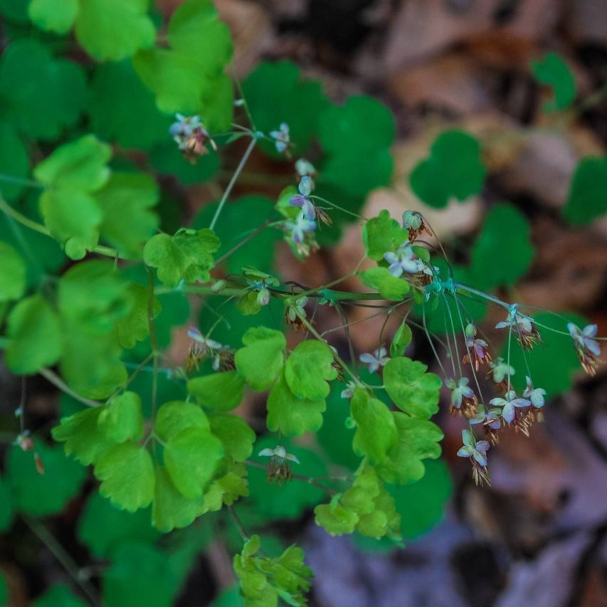 early meadow-rue (Thalictrum dioicum) plant