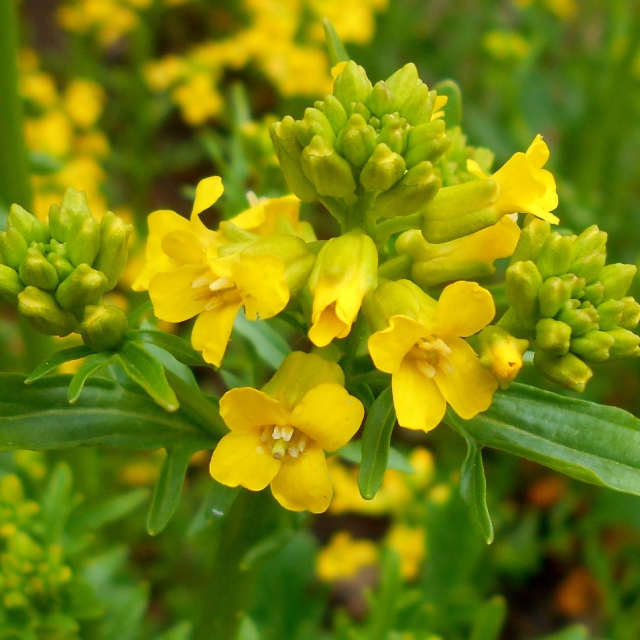 Early Wintercress (Barbarea verna) plant