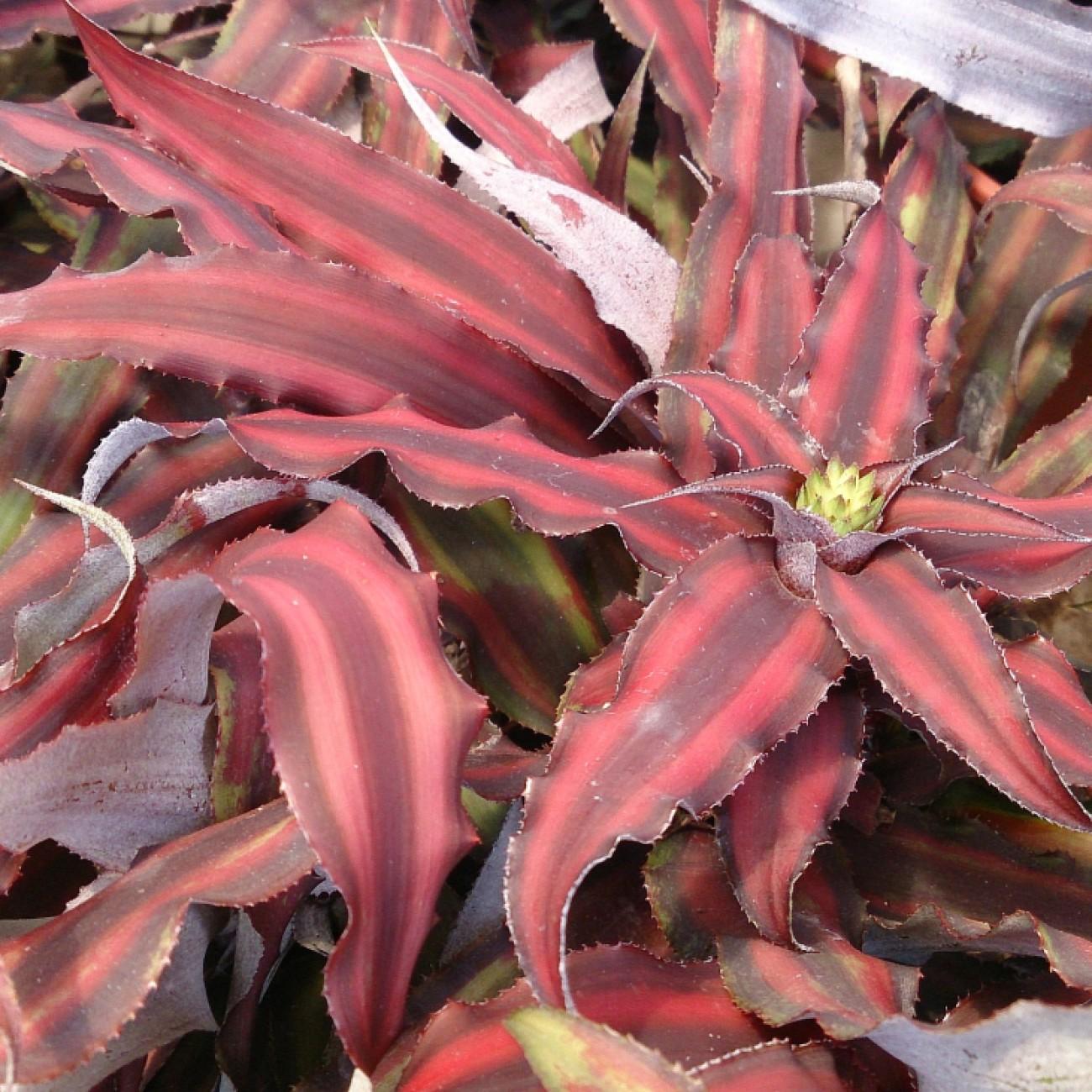earth star (Cryptanthus bivittatus) plant