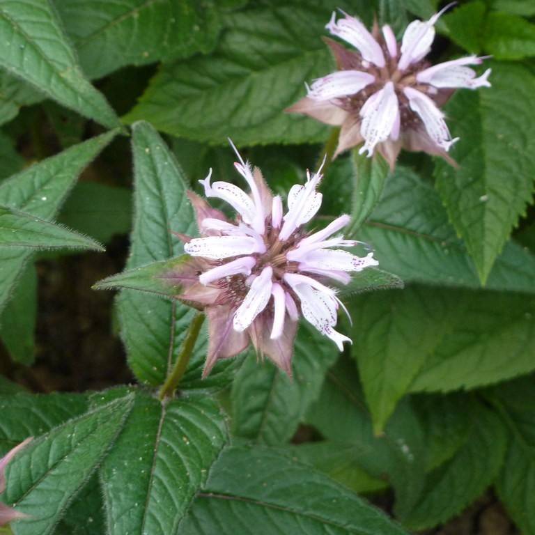 eastern beebalm (Monarda bradburiana) plant