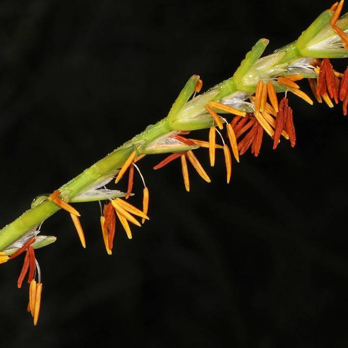eastern gamagrass (Tripsacum dactyloides) plant