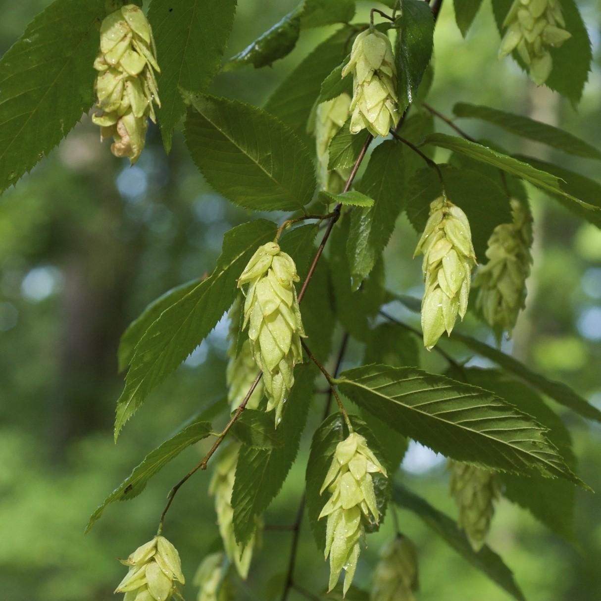 eastern hop hornbeam (Ostrya virginiana) plant