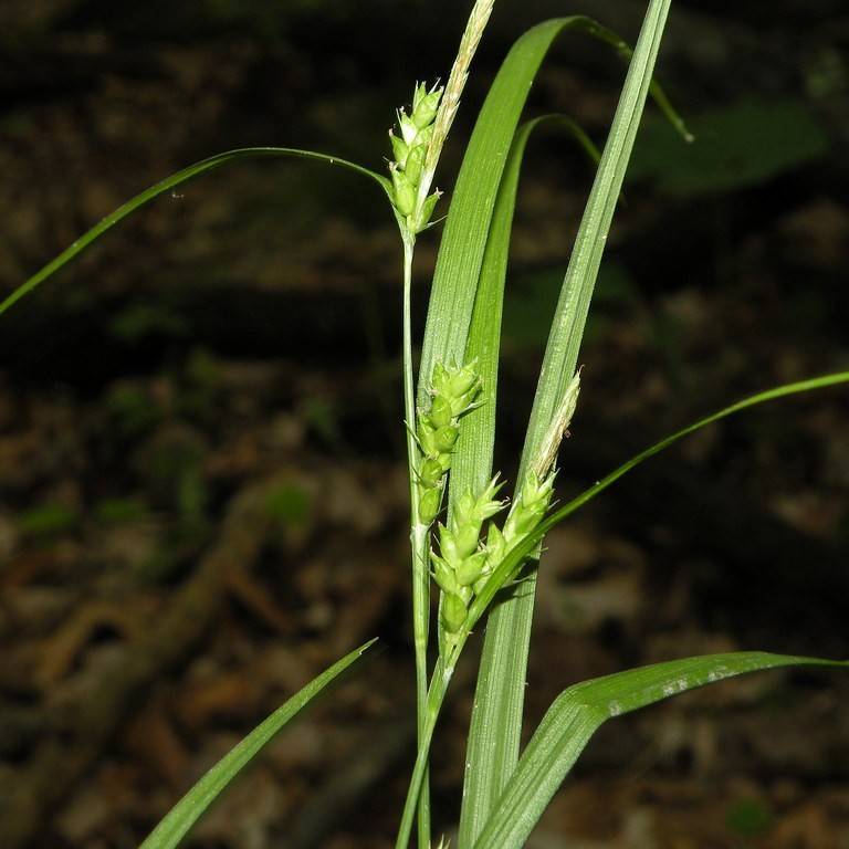 Eastern Narrowleaf Sedge (Carex amphibola) plant