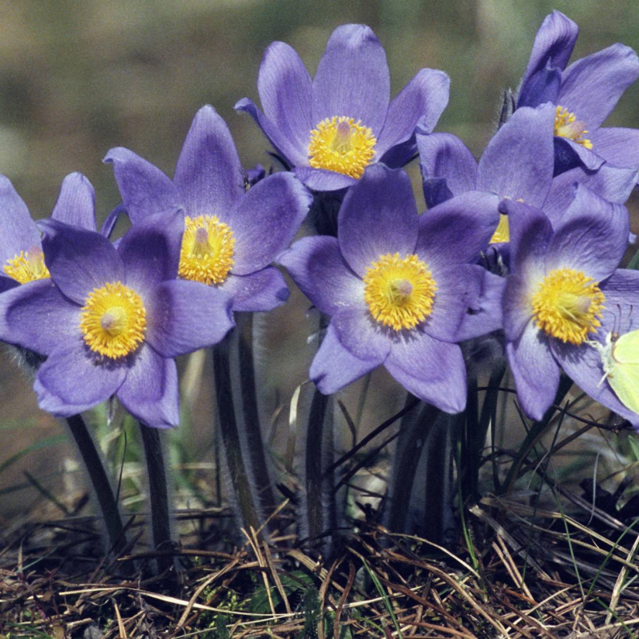 eastern pasqueflower (Pulsatilla patens) plant
