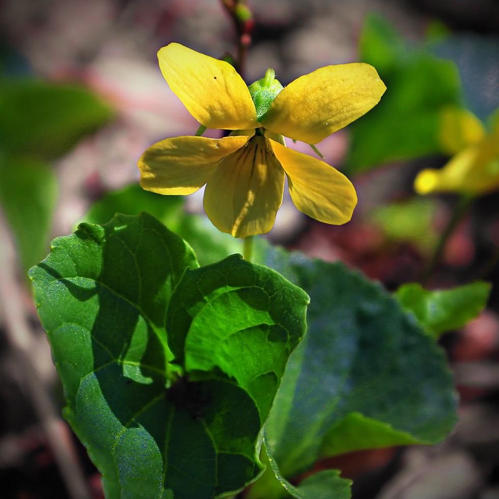 eastern round-leaved violet (Viola rotundifolia) plant