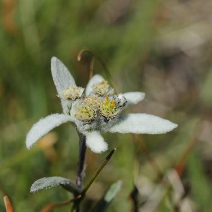 edelweiss (Leontopodium alpinum) plant