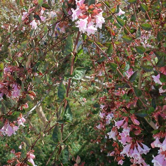 Edward Goucher abelia (Abelia x grandiflora 'Edward Goucher') plant