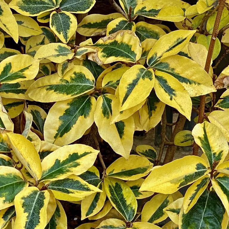 elaeagnus (Elaeagnus x ebbingei) plant