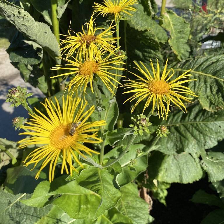 elecampane (Inula helenium) plant