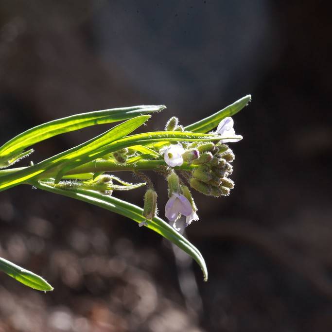 Elegant Rockcress (Boechera sparsiflora) plant