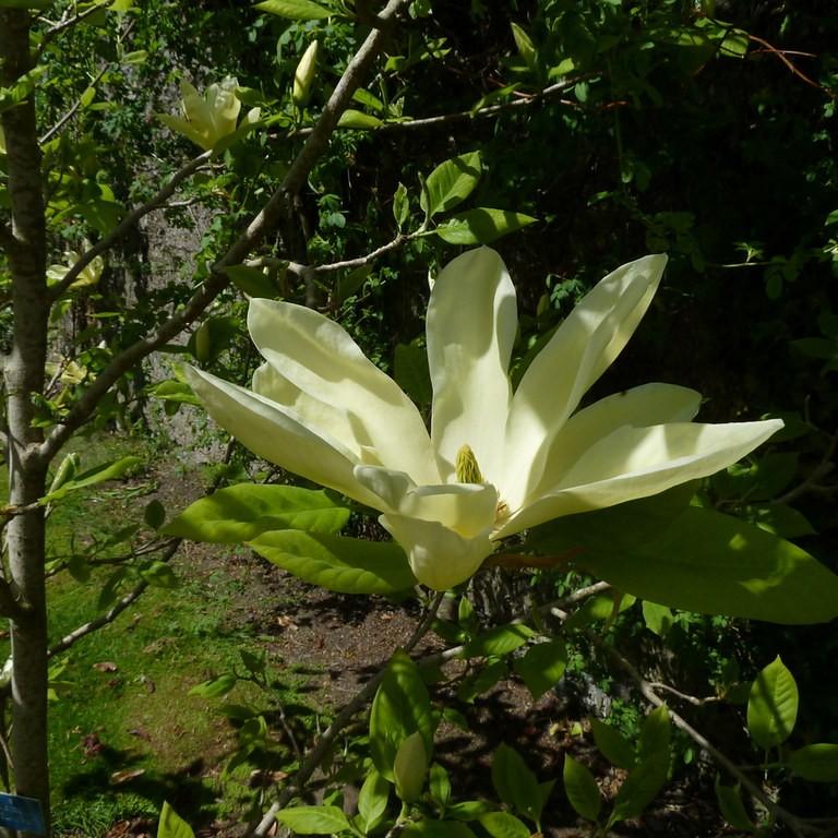 Elizabeth Magnolia (Magnolia 'Elizabeth') plant — close-up photo