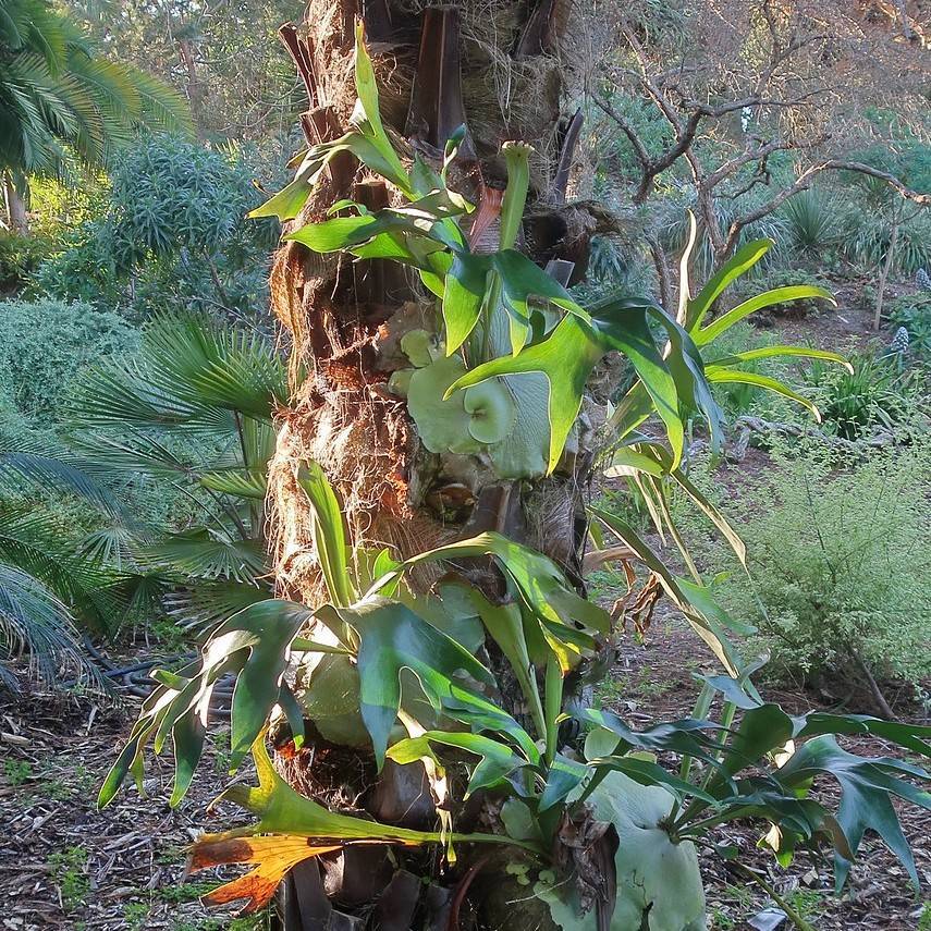 elkhorn fern (Platycerium bifurcatum) plant