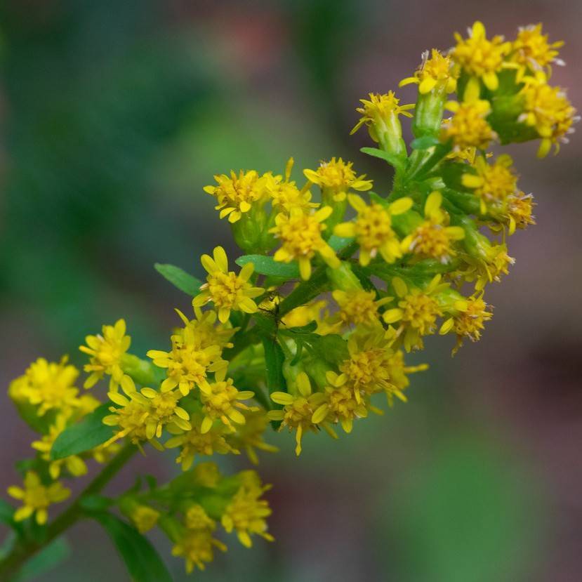 elm-leaved goldenrod (Solidago ulmifolia) plant
