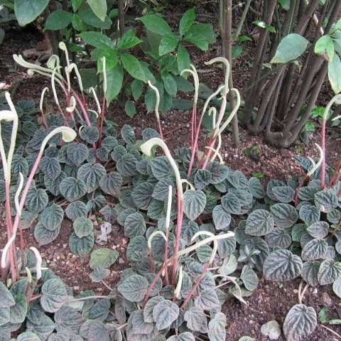 emerald ripple pepper (Peperomia caperata) plant