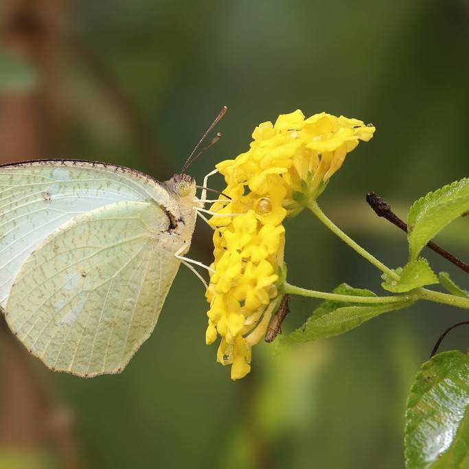 emperor's candlesticks (Senna alata) plant