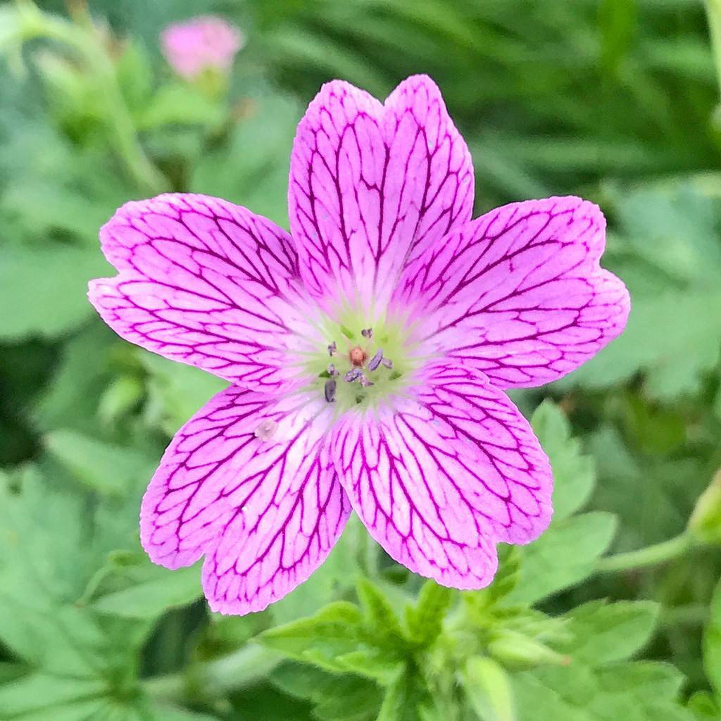 Endres's cranesbill (Geranium endressii) plant